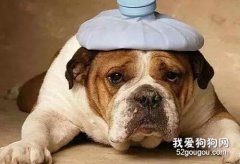 狗狗拉肚子-找到原因對癥下藥