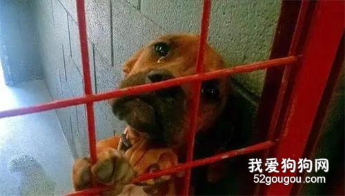 狗狗每天趴在收容所的欄桿上不肯下來，只希望人們多看它一眼…