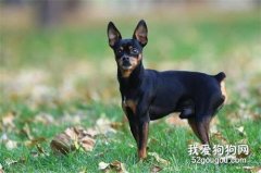 如何訓練德國杜賓犬大小便