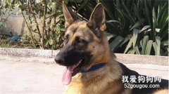 專家教你如何訓練狼狗