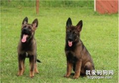 如何訓練狼狗大小便