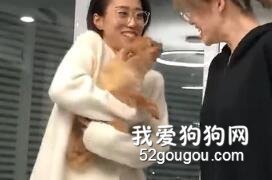博美實力演繹啥叫“狗仗人勢”...網友：誰偷拍了我家狗？