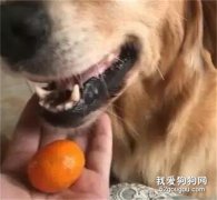 金毛偷吃橘子，主人以為它只吃了一個，沒想到....