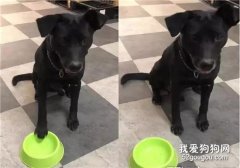 不給飯就敲盆，這是我見過最囂張的狗子了！