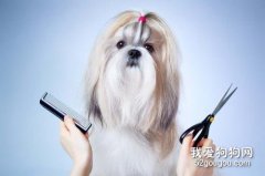 寵物狗狗美容需求與基本要求？
