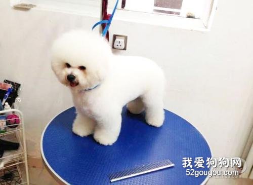 怎么给狗狗洗澡需要注意哪些