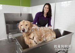 在家給狗狗做美容有哪幾項？