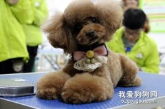怎樣給泰迪狗狗美容？