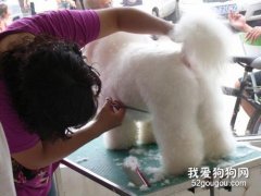 怎么給寵物狗狗做美容