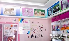 狗狗美容加盟 開寵物美容加盟店賺錢嗎？