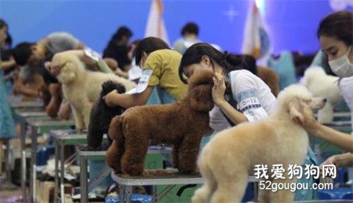 狗狗美容加盟
