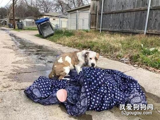 “我沒有被拋棄，只要我乖乖的等，主人一定會回來”