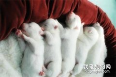 怎么養狗狗的方法大全