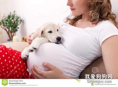 孕期养狗狗注意事项