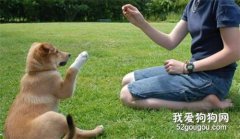怎樣訓練狗狗聽話？不聽話的狗狗訓練方法！