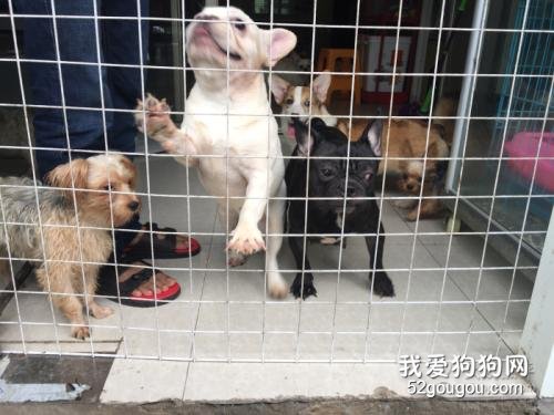 狗的养殖技术