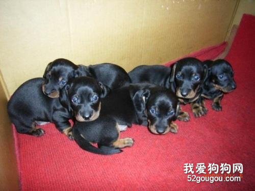 一个月的狗狗怎么养?