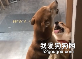 柴犬的處世哲學：高手過招，點到即止！