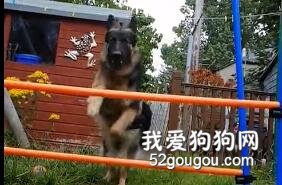 德牧帥氣跳過圍欄，以為大黑狗也能跳過，沒想到....