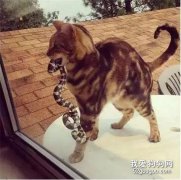 喵：鏟屎的，朕給你帶禮物回來了，快開門...