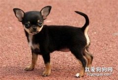 怎樣延長吉娃娃的壽命