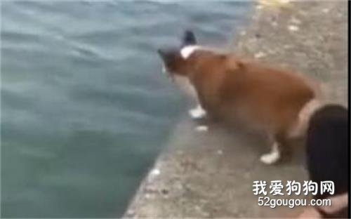 柯基看見主人溺水，它的腿竟然奇跡長長8厘米！