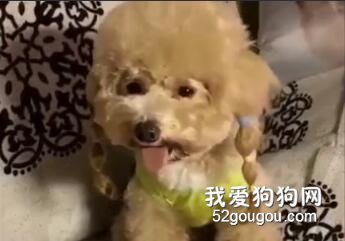 麻麻問泰迪：麻麻丑不丑呀，泰迪考慮了一下選擇了丑，麻麻瞬間崩潰