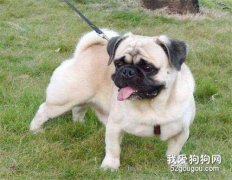 帶狗狗運動的注意事項