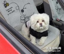 春節放假帶狗狗坐車的注意事項有哪些