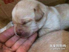 給小狗狗斷奶時的注意事項