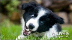 最聰明的狗狗排行榜，你的狗狗排第幾名呢?