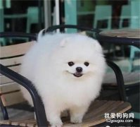 大型犬和小型犬壽命哪個長?