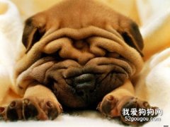 沙皮狗有兩個品種區分你知道嗎?