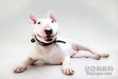 牛頭梗性格怎么樣牛頭梗打架厲害嗎？