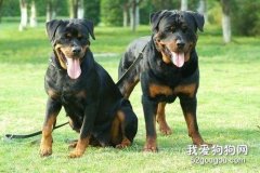 這都是誤會羅威納犬被你們誤解了這么多年