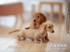 迷你臘腸犬好養嗎迷你臘腸犬飼養