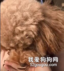 這只泰迪竟然學會了嗑瓜子，這水平可能比你都高！