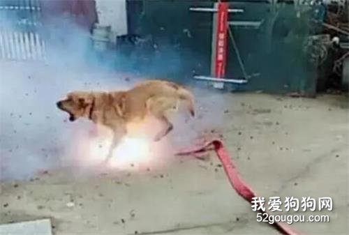 為了取樂，幾個孩子竟將點燃的炮竹塞到流浪狗的嘴里！