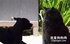 貓狗大戰系列，看看戰敗的狗狗們是怎樣的？