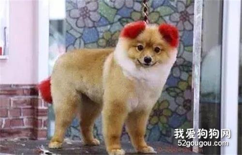 把狗狗染成了粉紅色， 可幾天后，耳朵掉了...