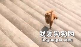泰迪嫌四腿下樓太low，竟然在樓梯上這樣秀！