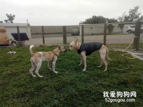 主人含淚棄養狗狗，兩小時后哭著找回：對不起......