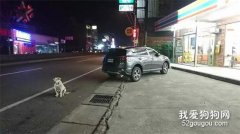 它在馬路追車尋主人，車禍后不得不安樂死，主人卻說…