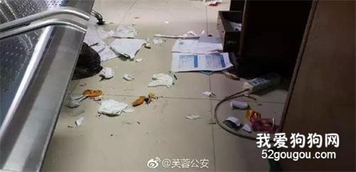 民警收留走失二哈，結果這貨拆了派出所，值班民警：想報警...