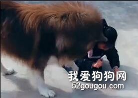看見小主人要放炮竹，阿拉斯加立馬阻止：別放，危險啊！