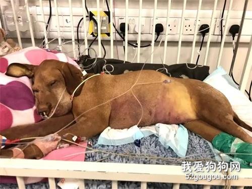 狗狗偷吃巧克力蛋糕后身亡，醫生卻說致命的不是巧克力！