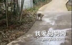 狗子不小心踩到便便，突然它的步伐變得...