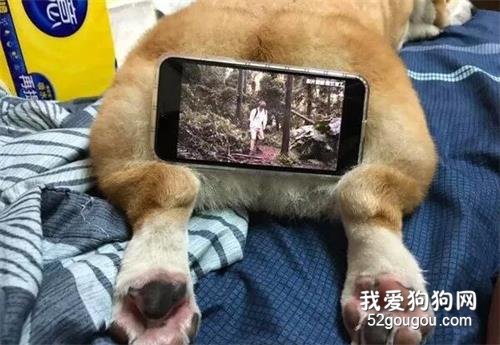 除了能觀賞外，柯基的屁屁竟然還有一個意想不到的用途...