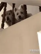 每次一出门，家里的两个狗子就这副表情...再也不敢外出了！