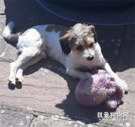 狗狗走失后，自閉癥女孩說出人生第一句話：我的狗狗去哪了…
